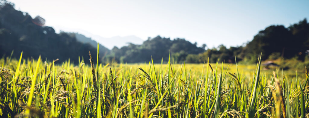 rice_1300x500_01