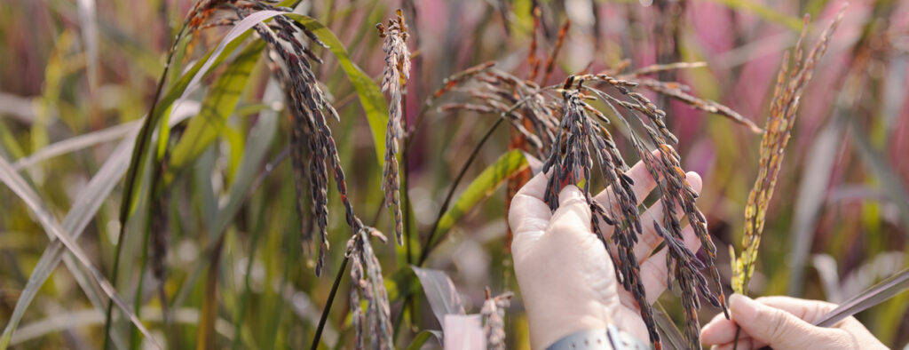 rice_1300x500_02
